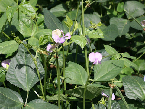 Vigna unguiculata