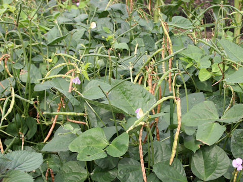 Vigna unguiculata