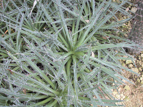 Agave parviflora