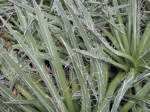 Agave parviflora