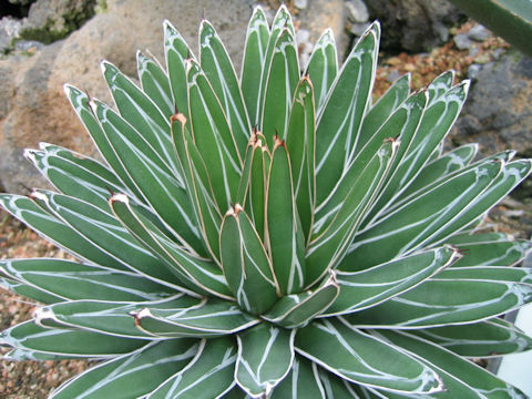 Agave victorae-reginae