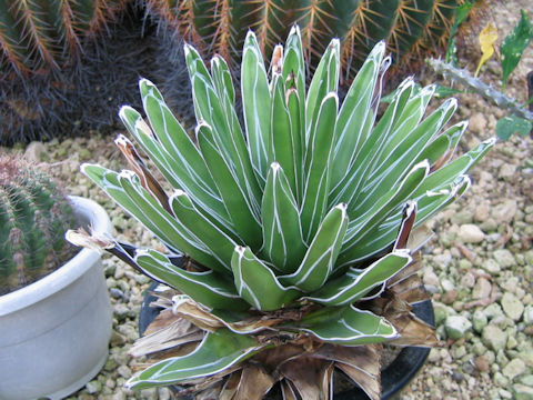 Agave victorae-reginae