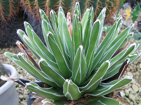 Agave victorae-reginae