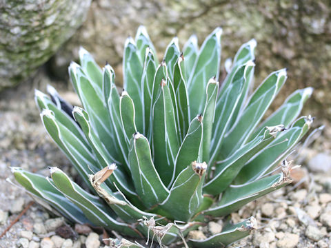 Agave victorae-reginae