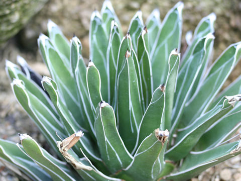 Agave victorae-reginae