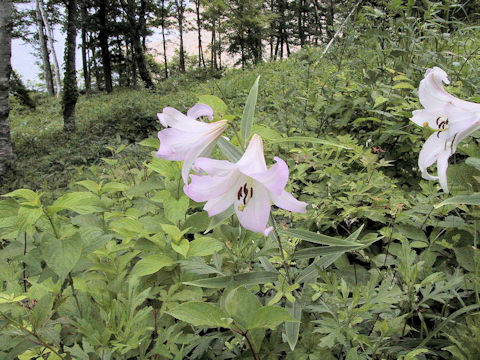 Lilium japonicum