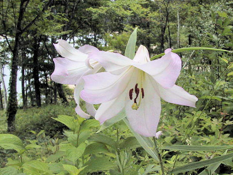 Lilium japonicum