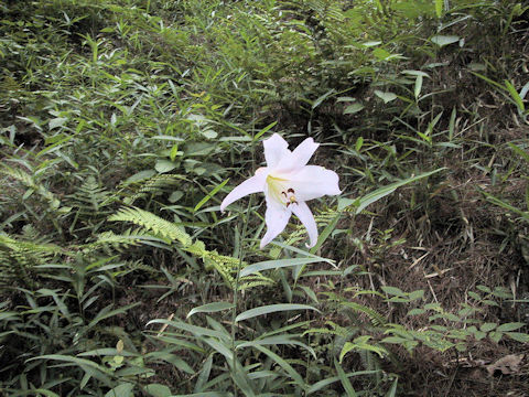 Lilium japonicum