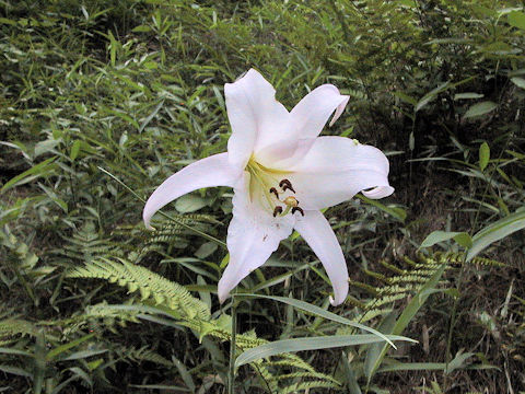 Lilium japonicum