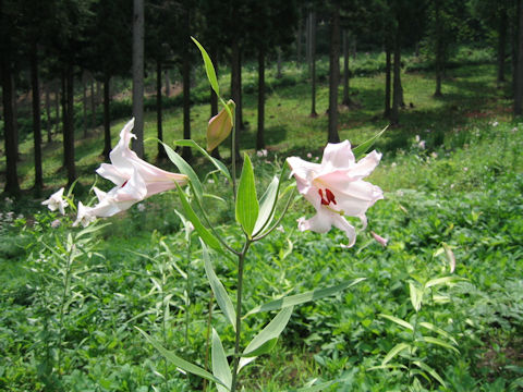 Lilium japonicum