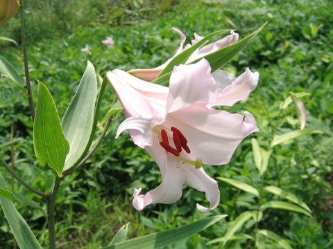 Lilium japonicum