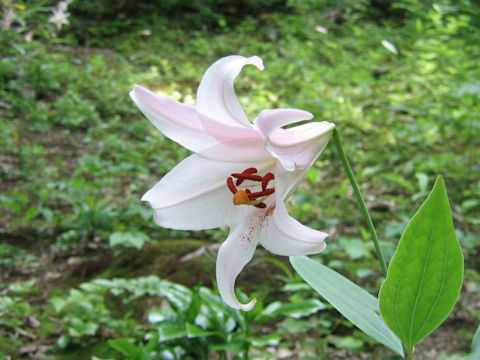 Lilium japonicum