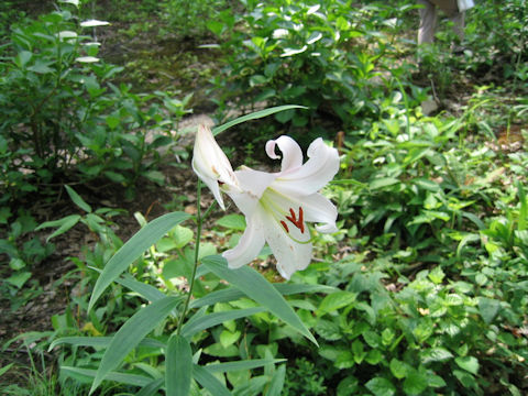 Lilium japonicum