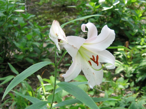 Lilium japonicum