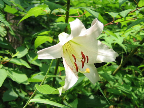 Lilium japonicum