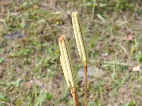 Lilium japonicum