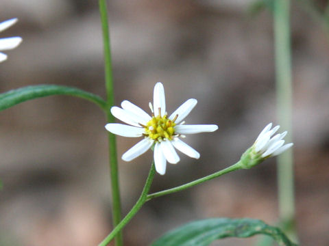 Aster rugulosus