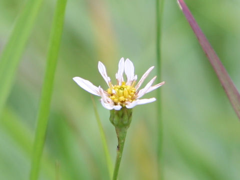 Aster rugulosus