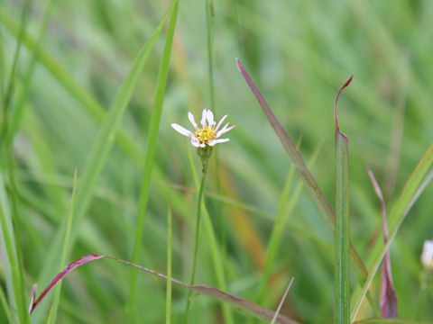 Aster rugulosus