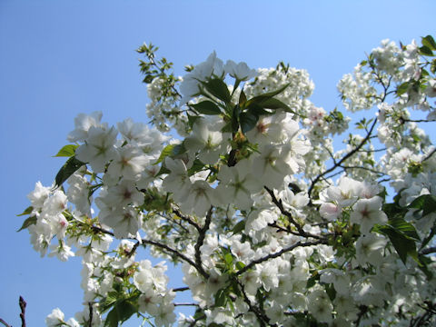 Prunus lannesiana cv. Sirayuki