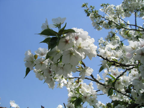 Prunus lannesiana cv. Sirayuki