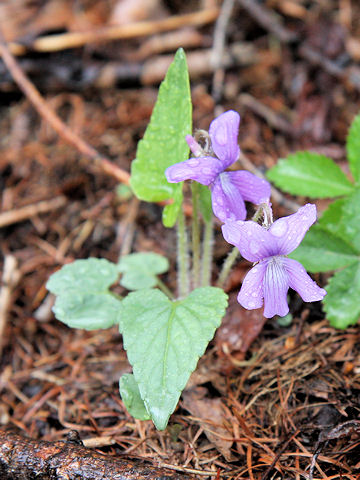 Viola hirtipes