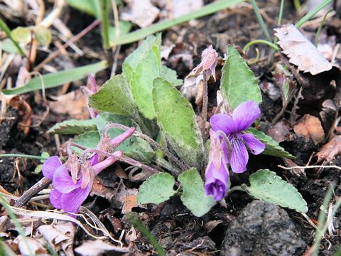 Viola hirtipes