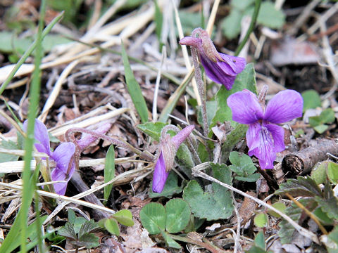 Viola hirtipes