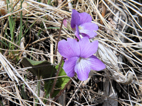 Viola hirtipes