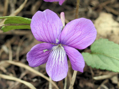 Viola hirtipes