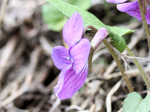 Viola hirtipes