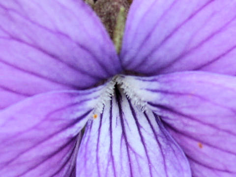 Viola hirtipes