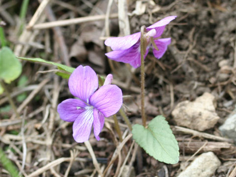 Viola hirtipes