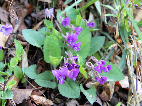 Viola hirtipes