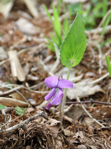 Viola hirtipes