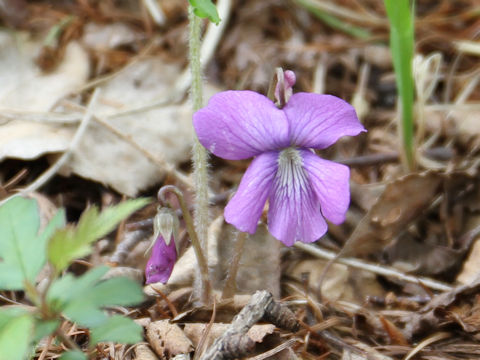 Viola hirtipes