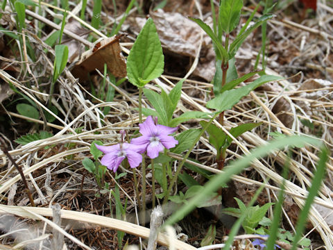 Viola hirtipes