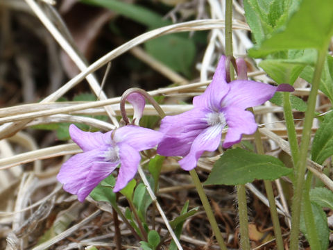 Viola hirtipes