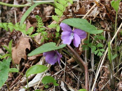 Viola hirtipes