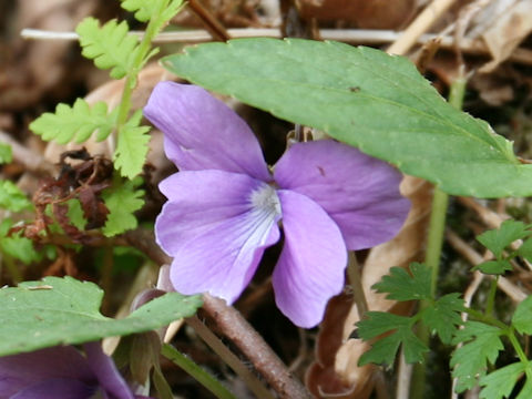 Viola hirtipes