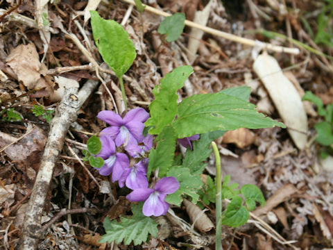 Viola hirtipes