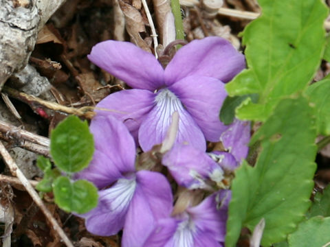 Viola hirtipes