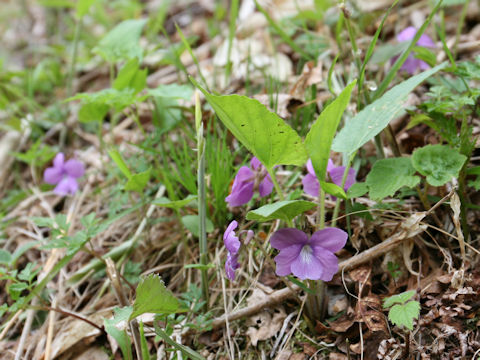 Viola hirtipes