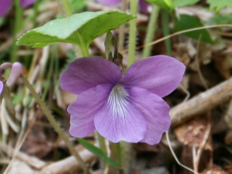 Viola hirtipes