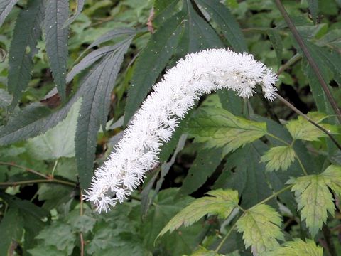 Cimicifuga simplex