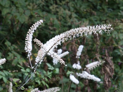 Cimicifuga simplex