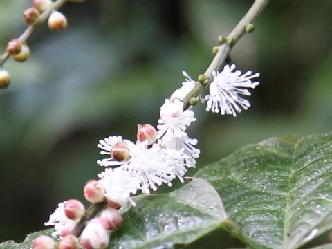 Cimicifuga simplex