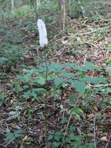 Cimicifuga simplex