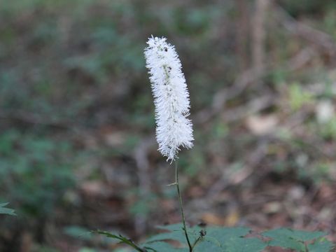 Cimicifuga simplex