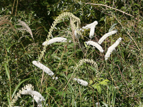 Cimicifuga simplex